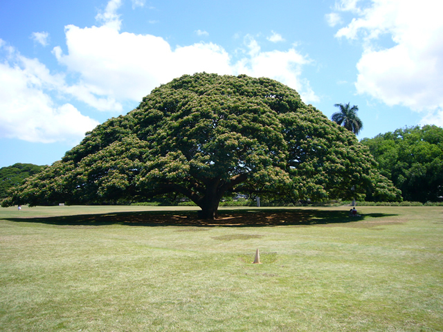 この木なんの木 (モアナルア・ガーデンパークの日立の樹)