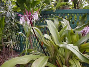 花 花