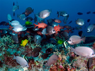 Papahanaumokuakea Marine National Monument Papahanaumokuakea Marine National Monument