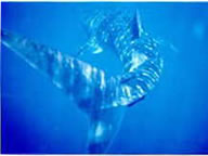 ジンベイ、会いたいねぇ