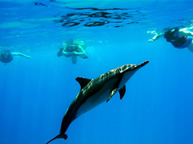 オアフ島のオプショナルツアー